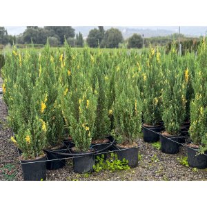 Borievka čínska (Juniperus chinensis) 'VARIEGATA´ - výška 60-80 cm, kont. C10L